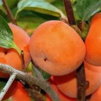 خرمالو درجه ۱