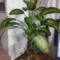 گل آپارتمانی دیفن باخیا