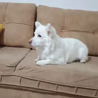 سگ پامر به قیمت|سگ|کرمانشاه, |دیوار