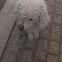 سگ پیدا شده|حیوانات|مشهد, کوثر|دیوار