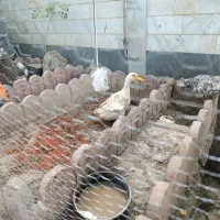 اردک