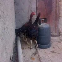 ل ا ر ی لاری  جوجه خروس لاری|حیوانات مزرعه|زاهدان, |دیوار