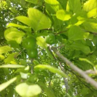 خرید و فروش باغ و ویلا