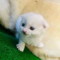 کلکسیونی از نژادهای لوکس و اصیل در Naz Cat House|گربه|تبریز, |دیوار