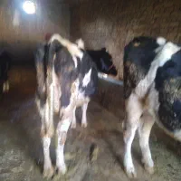 گاو و گوساله|حیوانات مزرعه|بروجرد, |دیوار