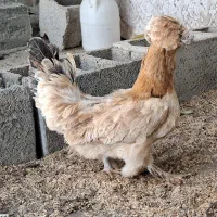 فروش دو عدد مرغ سلطان پاپر