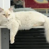 گربه نژاد پرشین واسکاتیش