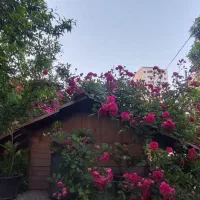 کلبه بهار ۳ نوساز