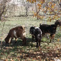 بز آبستن|حیوانات مزرعه|روانسر, |دیوار