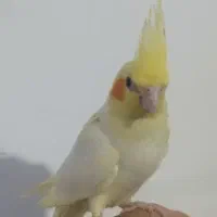 پرنده|پرنده|تفت, |دیوار