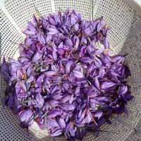 زعفران سرگل ممتاز|خوردنی و آشامیدنی|سرایان, |دیوار