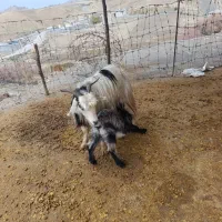 بز و بزغاله گوسفند|حیوانات مزرعه|سیوان, |دیوار