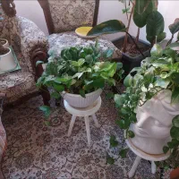 گل طبیعی|گل و گیاه طبیعی|قم, شاه سید علی|دیوار