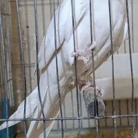 لوتینوی ماده و البینو  نر مولد جفت نیستن