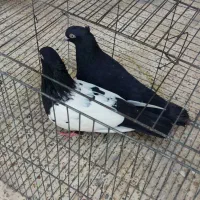 زاغ  نر چشم و نوک سفید مست مست|پرنده|اهواز, کارون|دیوار