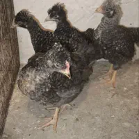جوجه آمروک کمیاب