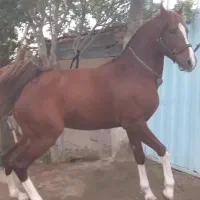 کره شاهزاده سین