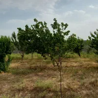 زمین 850 متری سندتک برگ/شهریار/دهشاد/باغستان|فروش خانه و ویلا|شهریار, دهشاد بالا|دیوار