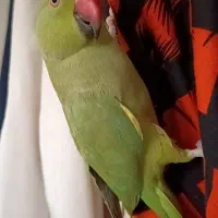 گم شده طوطی ملنگو جوان