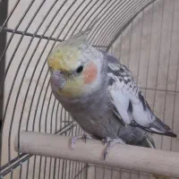 عروس هلندی دوتا نر سخنگو و۳تا جوجهاش شهرری|پرنده|ری, حمزهآباد|دیوار