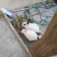 خرگوش جفت نروماده آماده قبراق