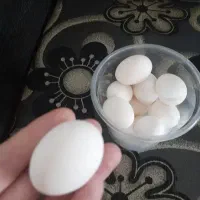 تخم مرغ محلی بازدید سرابله