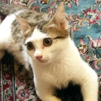حیوانات
