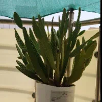 کاکتوس های زیبا خونگی حراج دونه ای 40|گل و گیاه طبیعی|ایذه, |دیوار