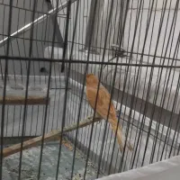 قناری ماده|پرنده|کرمانشاه, |دیوار