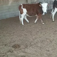 گاوگوساله تلیسه