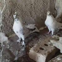 کفتر پرشی به شرت ماوضه دارم باسگ