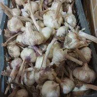 فروش سیر سفید بذری