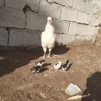 یک عدد مرغ گلین باچهار عدد جوجه گلین اصل