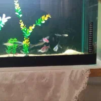 ماهی آکواریومی|ماهی|اسلامآباد غرب, |دیوار