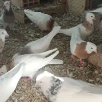 کفتر طوقی|پرنده|نیشابور, مازول|دیوار