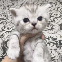 بچه گربه اسکاتیش پرشین|گربه|اندیشه, اندیشه فاز ۶|دیوار