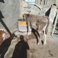 دوراس گاوشیری شکم دوم