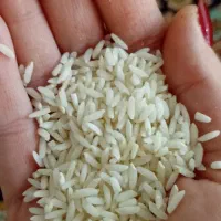 برنج سالم دورود لرستان