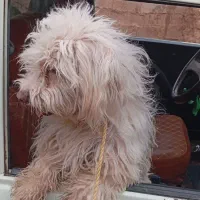 سگ همه چیز میفهمه