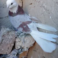 کبوتر|پرنده|لالجین, |دیوار