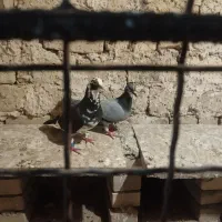 کفتر جفتگا پلاکی