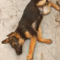 ژرمن شپرد توله سه ماهه