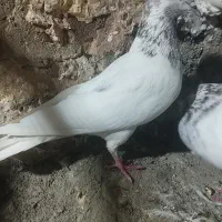 کله|پرنده|ایلام, |دیوار
