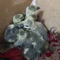 جوجه گلین وقوغاز چینی گردن ماری با کیفیت چناران