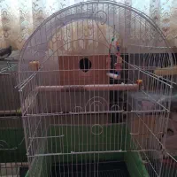 عروس هلندی