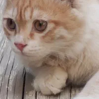 واگذاری گربه