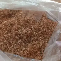 بهار نارنج امسال