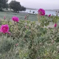 زمین-کشاورزی-سدکلان-روستای-پاتپه