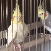 یک جفت عروس هلندی