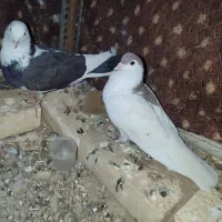 کبوتر خوش رنگ سرحال|پرنده|ماهنشان, |دیوار